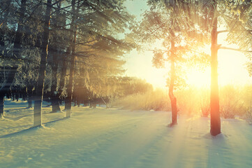 Winter forest landscape with frosty trees under bright evening sunlight. Winter forest in sunlight...