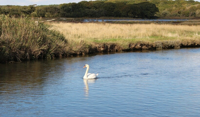 swan on the lake