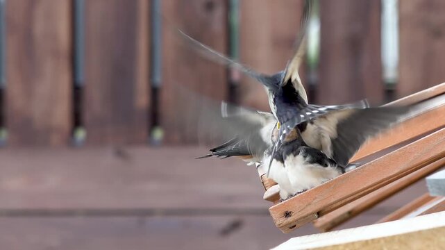 Swallow feeding chicks close-up flying and sitting on cold frame