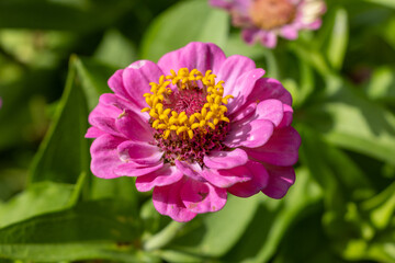 Obraz premium pink and yellow dahlia