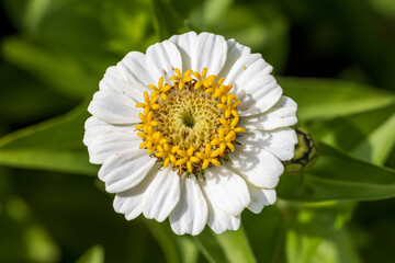 Obraz premium white daisy flower