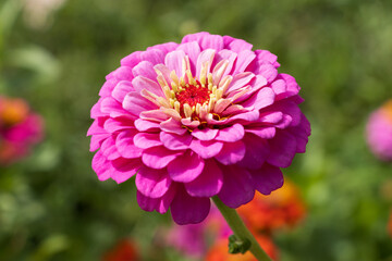 pink dahlia flower