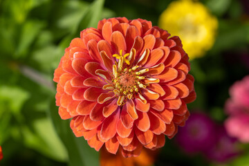 orange dahlia flower