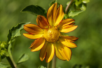 yellow flower in the garden