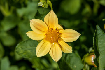 yellow flower in the garden