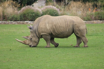 rhino