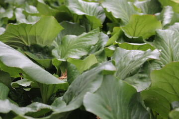 foliage