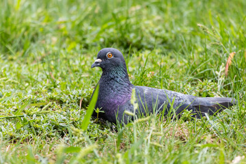 pigeon on grass