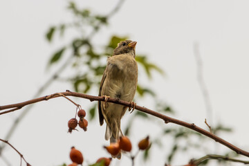 Sparrow sitting on a branch