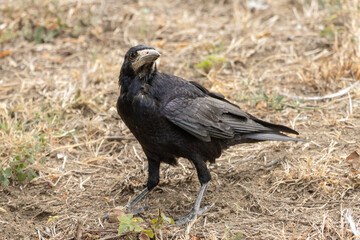 crow in the grass