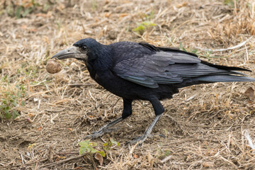 crow on the ground