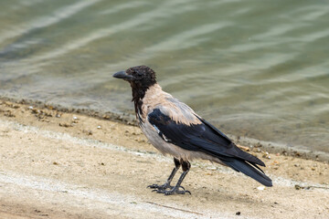 hooded crow on the beach