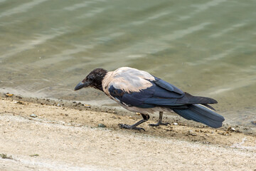 crow on the beach