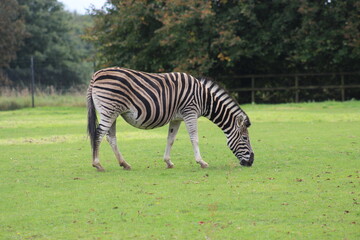 zebra eating grass