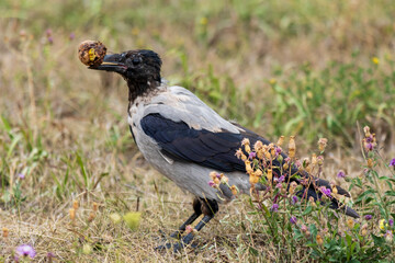 crow on the grass