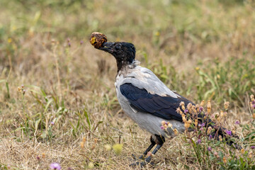 crow on the grass