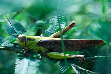 grasshopper perched on a leaf of Orthosiphon aristatus