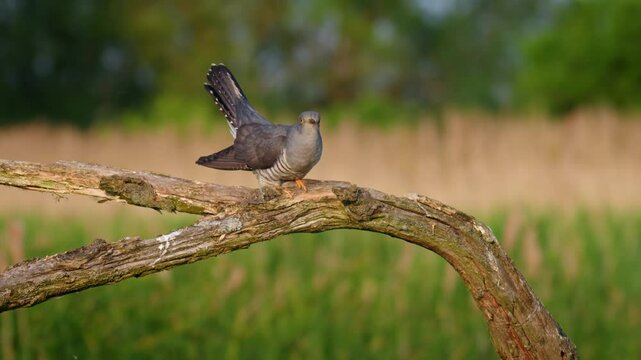 Common cuckoo song, European bird call, Cuculus canorus singing