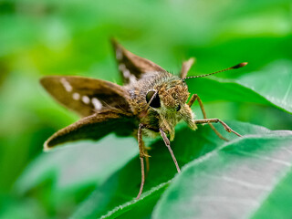 borbo cinnara (Hesperiidae) Butterfly 0n flower