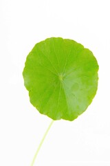 Fototapeta premium Close up gotu kola (centella asiatica) green leaf isolated on white background