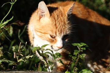 ginger cat outdoors with green plants garden