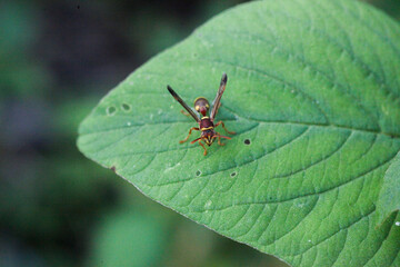 a wasp perches on a leaf with its wings spread