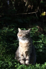 Obraz premium tabby and white cat outdoors with green plants garden in street cars
