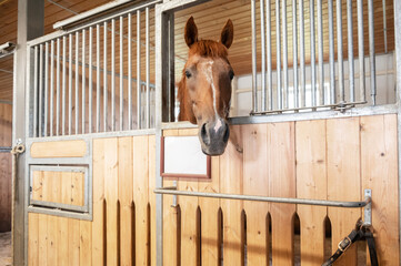 Beautiful horse standing in a stall in the modern stable.