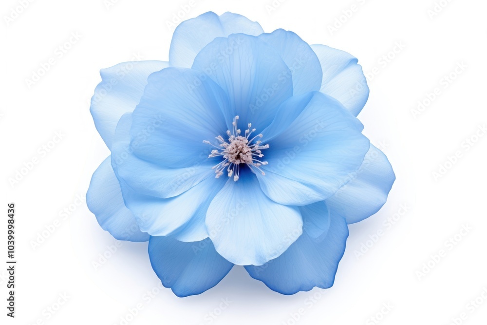 Poster Blue flower blossom nature.