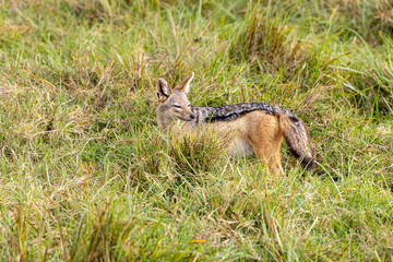 Photo of a black striped jackal in the Ngorongoro conservation area in Tanzania, Africa