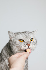 Tabby cat is licking a pill or vitamin with his tongue, supplement for pets. Woman gives pill to cat