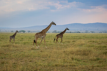 Photo of two giraffes in the savanna in Serengeti National Park in Tanzania, Africa

