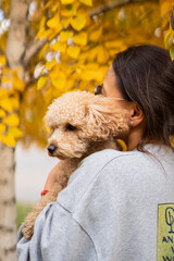 Young Asian woman holding a mini poodle on a background of yellow autumn leaves.