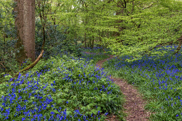 A pathway through a bluebell wood in Sussex, on a spring day