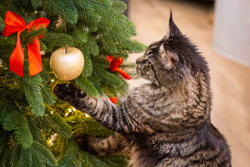 Maine coon cat playing with christmas tree decorations