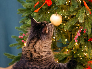 Maine coon cat playing with christmas tree decorations