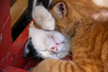 Two cats are sleeping on a bench in Istanbul, Turkey.