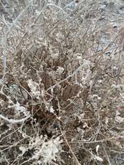 Frost covered branches