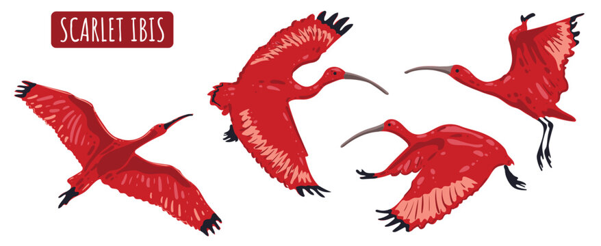 Set of flying birds scarlet ibis or red ibis. Tropical wild life South America and part of the Caribbean. National symbol of Trinidad and Tobago. Vector isolated image for postcard, banner.