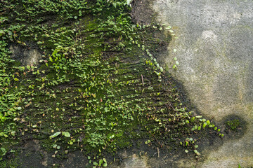 Close-up view of the mossy wall.