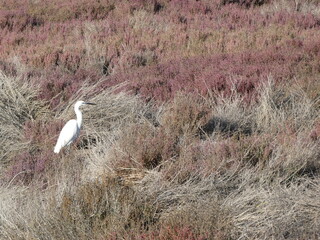 Egretta garzetta