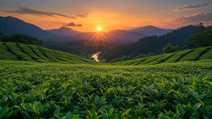 Fototapeta premium sunset with a backdrop of tea plantation and rivers
