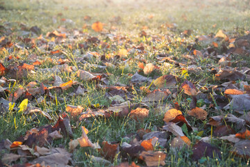 Foglie cadute a terra, Prato autunnale, Armonia di colori, Giochi di luce mattutina, Sfondo autunnale, Rugiada