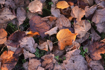 Foglie cadute a terra, Foglie autunnali, Foglie colorate, Paesaggio autunnale, Magia autunnale