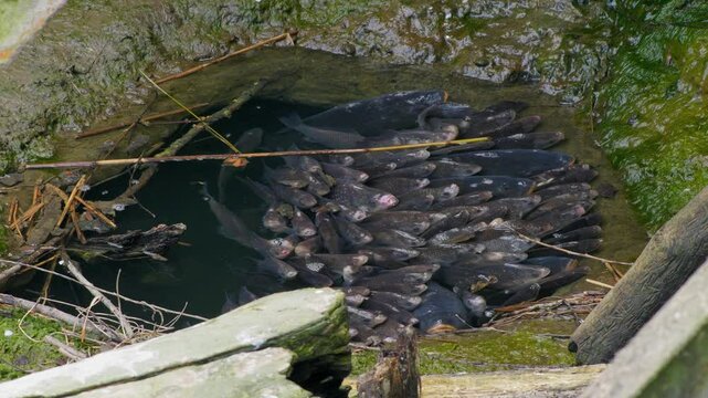 Fish shoal struggling for breath in polluted water