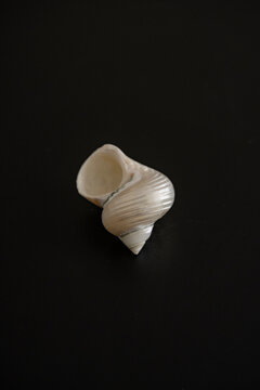 Shell