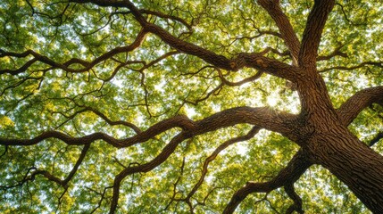 A majestic tree with sprawling branches and lush green leaves under sunlight.