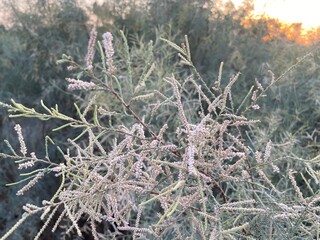 Frost on the branches