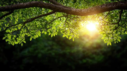 Fototapeta premium Sunlight filtering through lush green leaves of a tree, creating a serene atmosphere.