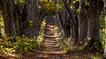 A tranquil forest path lined with trees showcasing vibrant autumn colors during daylight
